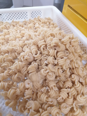 Dinkelkreisel frisch 1kg